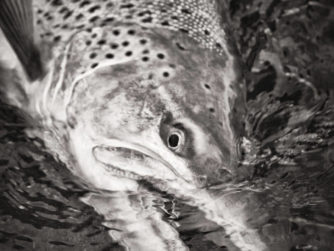 Rio Grande Fly fishing in Argentina